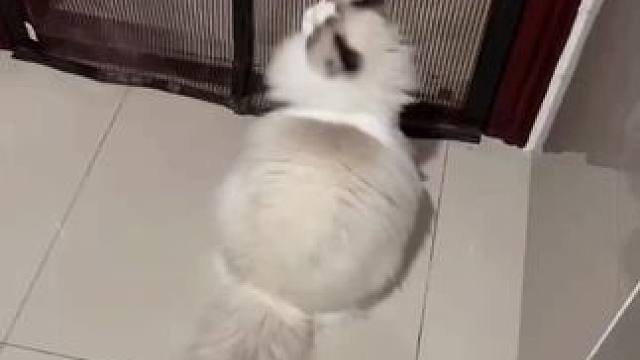 #谁能拒绝傻憨憨的小猫咪 #萌宠出道计划 #我镜头下的小猫 #E猫