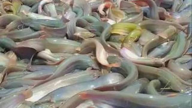 鱼获满满#内容启发搜索 #鱼获满满 #好多鱼 #渔民日常 #捕鱼