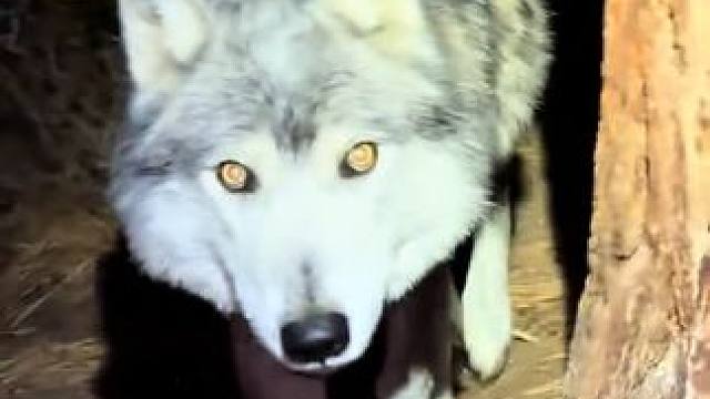 国外老哥的宠物大灰狼 #国外视频分享 #奇妙的动物 #宠物