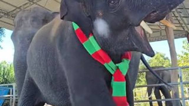 泰国大象上才艺 #国外视频分享 #奇妙的动物 #宠物