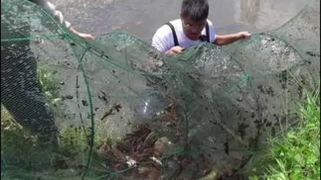 100一笼抓了无数大货，想不到塘主竟然……#三农 #地笼 #新农人计划