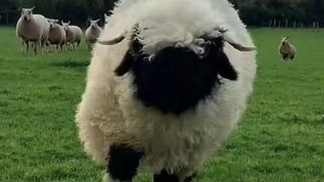 柳州花海。萌宠，乐园。#周末去哪玩 #遛娃好去处 #同城好店推荐 #花式过大年 #愉快的一天