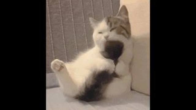 爱猫的人运气不会太差的！