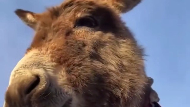 一只眼神清澈的小毛驴