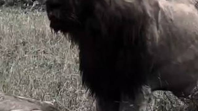 它是一个狠男人
#猛兽 #大头圆脸雄狮 #雄狮