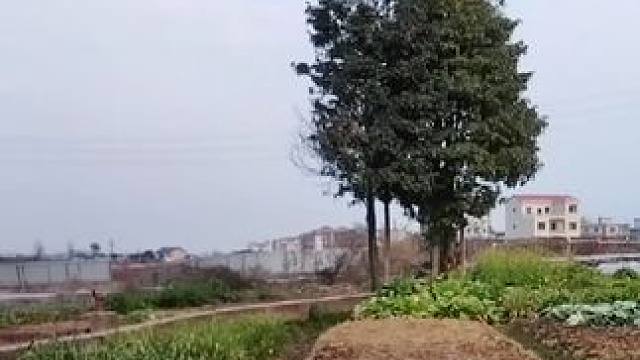 山卡卡里的农村大姐学费了开直播每天收获满满您还在恐播怕播不敢开播开播了不知说什么吗##记录真实生活 