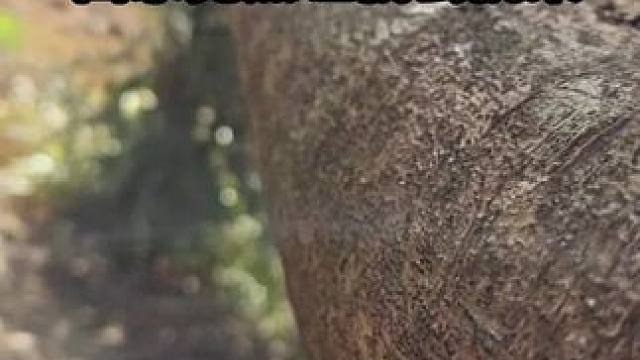 身为江西第一测张大神既然让我去扛柴
