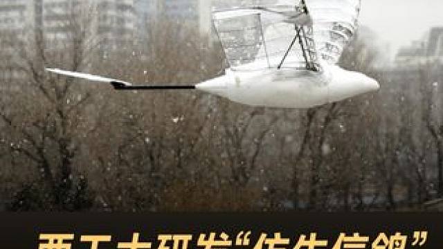 西工大研发“仿生信鸽”，空中续航超3小时 #西北工业大学  #仿生信鸽  #人工智能  #中国科技 