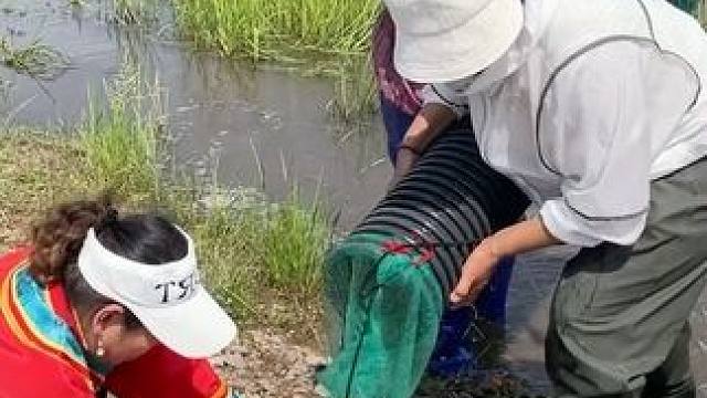 #户外捕鱼 #好多鱼