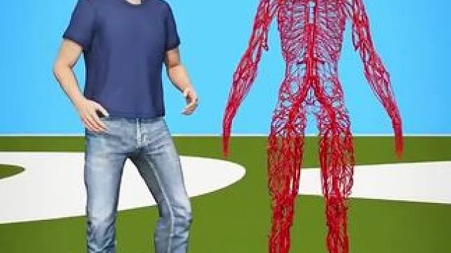 人类的血管有多长呢#动画 #奇闻异事 #科普一下 #这个视频很娱乐 #冷知识