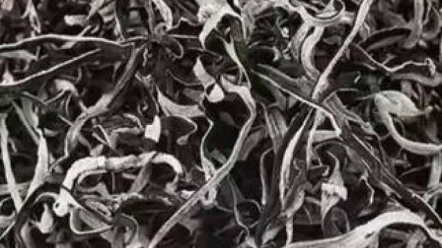 精选头茬白背毛木耳丝500g自然晾晒原产地干货肉厚好吃黑木耳丝
 
 #黑木耳丝 #木耳丝 #干货 