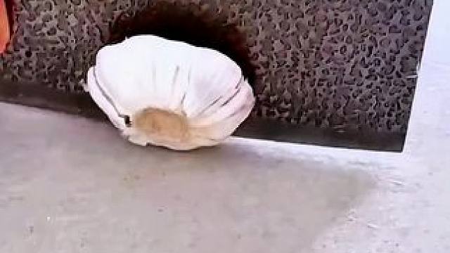 这才是真正的生活小妙招 #生活小妙招 #生活小技巧 #生活好帮手 #生活小常识 #生活小窍门