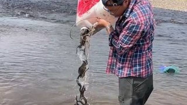 #户外捕鱼 #好多鱼