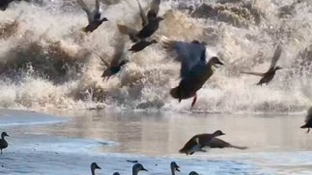 钱塘江飞鸟与潮汐共舞，营造出一幅多彩的生态画卷#钱塘江大潮 #生态保护