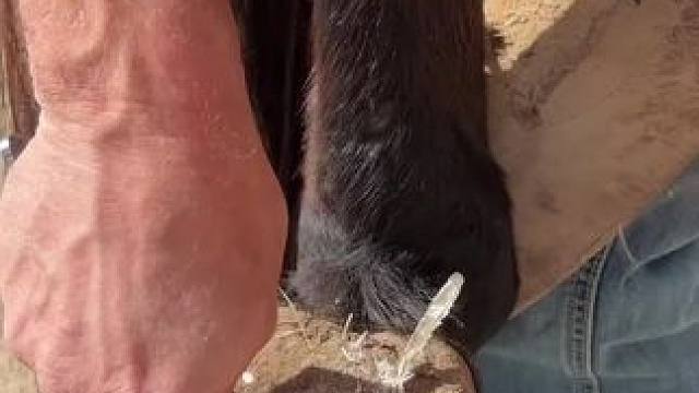 修复马蹄 #解压 #修剪马蹄的过程看着真解压 #自家养殖 #马匹日常护理