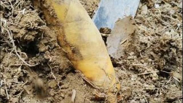 #内容启发搜索 #挖冬笋捡漏 #挖冬笋的乐趣只有体验过才懂