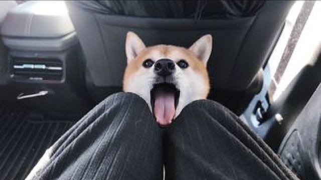 回家过年咯 #萌宠出道计划 #柴柴日常 #柴犬 #萌宠vlog