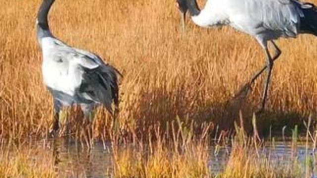 大家好 我的身影是这片土地的一道靓丽风景，快来和我一起迎接远方的客人，一同感受西藏的热情与美丽吧！#