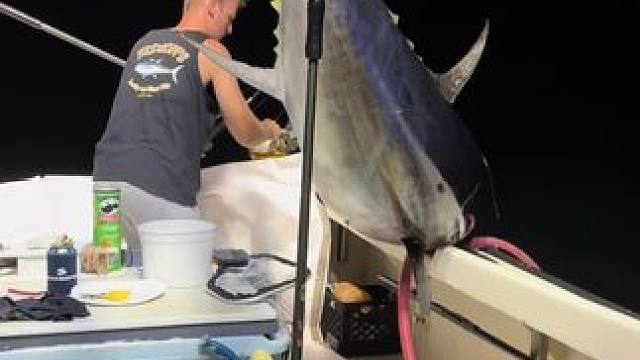 #这鱼哪个钓友看了不羡慕 #海钓 #金枪鱼