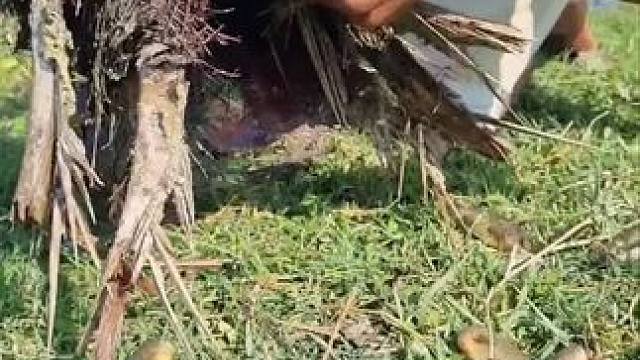 #内容启发搜索 #抓鱼