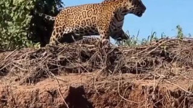 美洲豹捕食鳄鱼 #国外视频分享 #野生动物零距离 #美洲豹vs鳄鱼