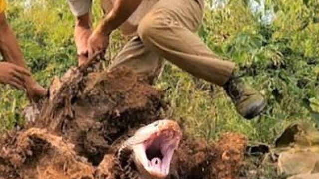 越南两名男子作死，跑到野外挖土堆，最后竟捉到三条眼镜王蛇 越南两名男子作死，跑到野外挖土堆，最后竟捉