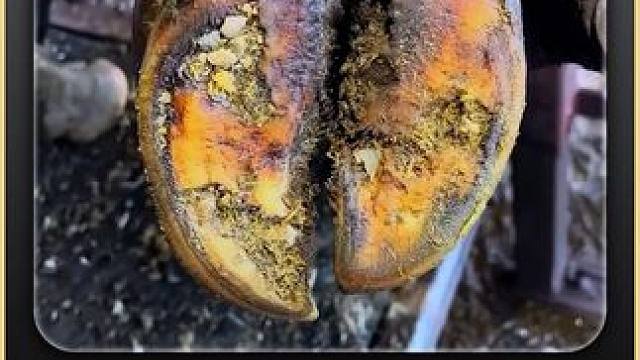 群星荟萃，黑子开会 #修蹄 #解压 #助眠 #强迫症 #极度舒适