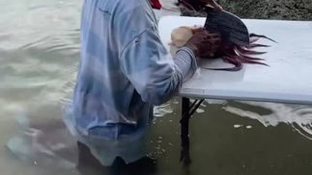 吃海鲜 #舌尖上的美食 #东南亚美食 #农村美食记录生活 #爱生活爱美食 #乡村田园生活