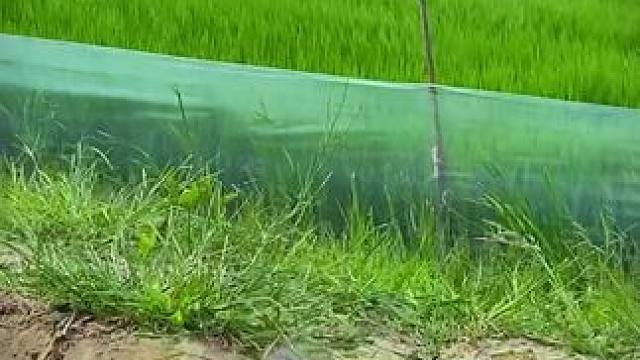 户外抓田鼠野餐 #乡野田间 #把家乡的味道分享给大家 #乡村美食 #田间地头走一走 #祝大家年年有鱼