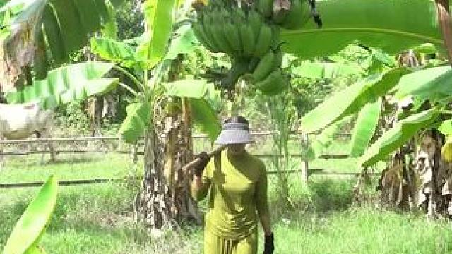 东南亚美食分享 #东南亚美食 #把家乡的味道分享给大家 #舌尖上的美食 #农村美食记录生活 #香蕉