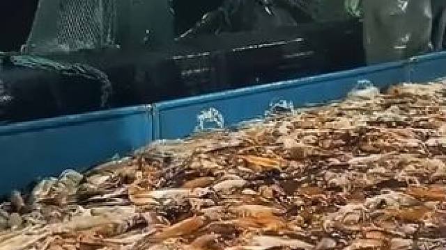 #讨海人 #渔民日常 #捕鱼达人 #渔船捕捞实拍 #渔民出海捕鱼 