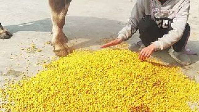 牛仔都要被香晕啦#记录我的乡村生活 #放牛的生活 #烤酒