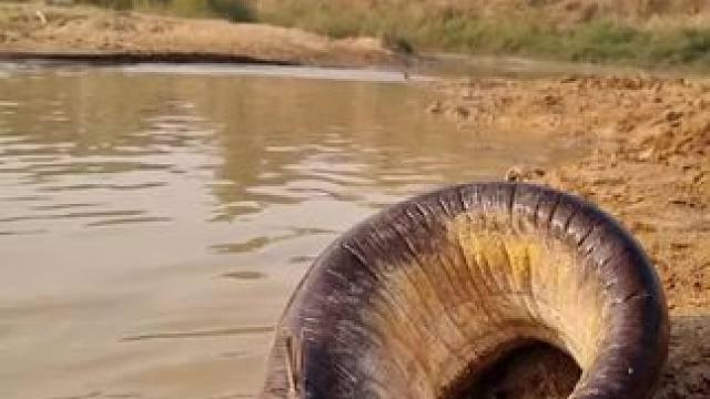 #内容启发搜索 #抓鱼 #徒手抓鱼 #户外抓鱼 #好大一条鱼