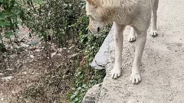 人穷少说话，因为没人爱听，这就是现实的社会！#老房子的回忆 #大山里的原生态 #乡愁