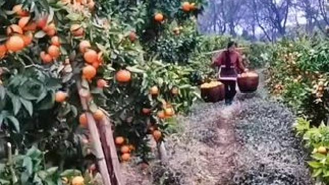 山卡卡里的农村大姐学费了开直播每天收获满满满您还在恐播怕播不敢开播开播了不知说什么吗#记录真实生活 