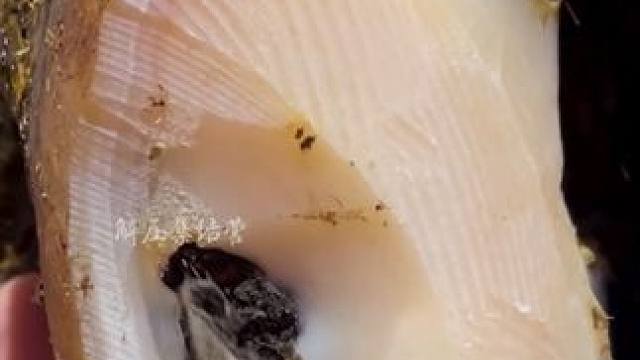 又是在牛蹄挖宝藏的一天#解压 #修牛蹄