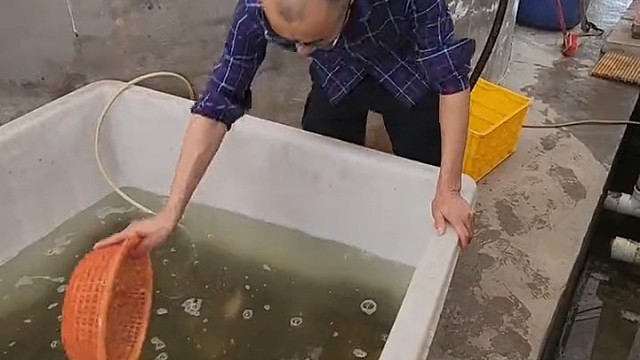 泥鳅养殖多久能卖