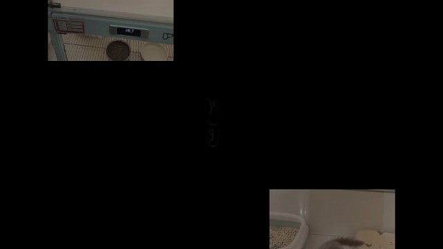 所有的不快乐都被猫猫治愈