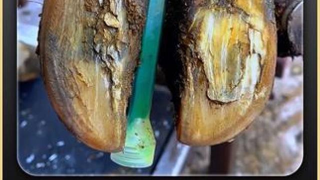 会呼吸的虫洞牛蹄 #闲鱼捡漏 #万物皆可挂闲鱼 #解压 #助眠 #修蹄