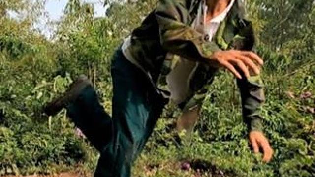 越南两名男子作死，跑到野外挖土包，最后竟捉到四条眼镜王蛇 越南两名男子作死，跑到野外挖土包，最后竟捉