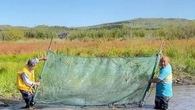 #户外捕鱼 #好多鱼