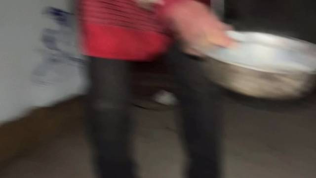 一窝猫的日常生活