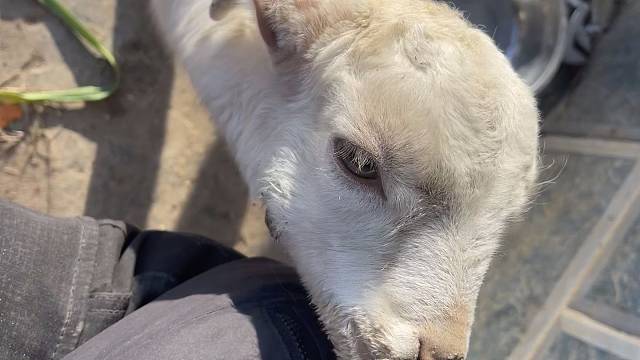 小羊的好奇心和小娃一样