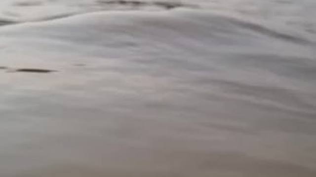 #真实户外 #抓鱼 #好大一条鱼 #祝大家年年有鱼 #内容启发搜索