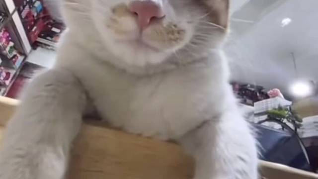 猫：我的睡与不睡