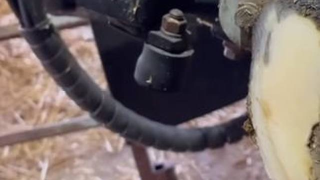 三个月前修理过的牛牛又出问题了#解压 #修牛蹄