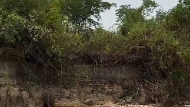 美洲豹捕食鳄鱼 #国外视频分享 #野生动物零距离 #美洲豹vs鳄鱼