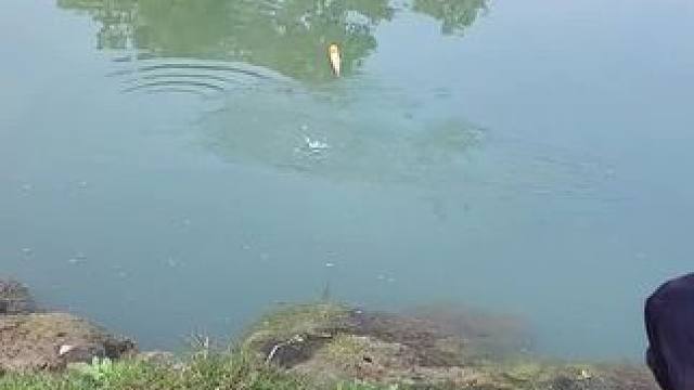 户外钓鱼#钓鱼 #钓鱼的乐趣只有钓鱼人懂 #钓鱼爱好者 #内容启发搜索