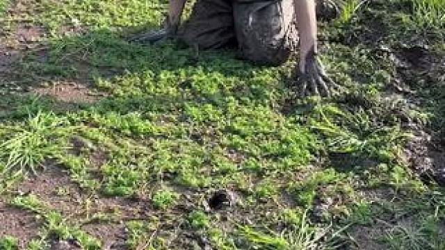 #内容启发搜索 #抓鱼 #玩泥巴的最高境界