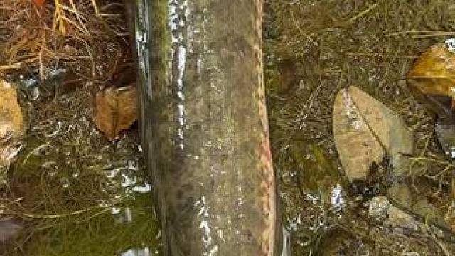 大鱼#鱼 #好大一条鱼 #实拍 #乡村生活 #内容启发搜索